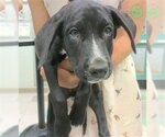 A481281 - Male Pointer Dog for Adoption - Small photo