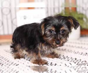 Yorkshire Terrier Puppy for sale in NAPLES, FL, USA