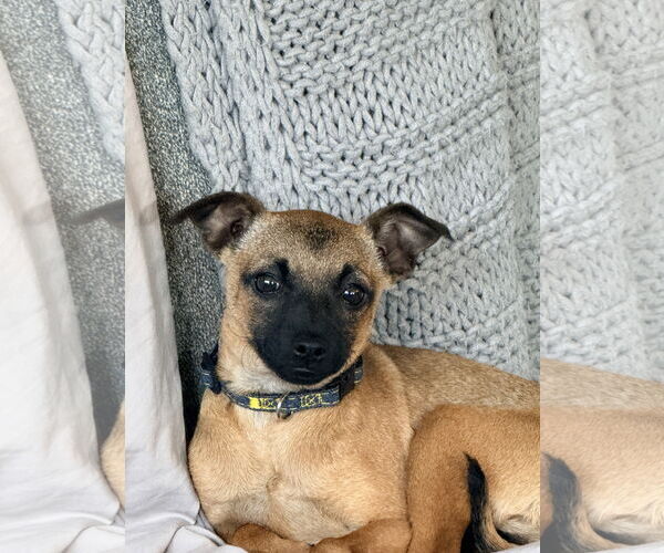 Medium Photo #4 Chihuahua-Unknown Mix Puppy For Sale in Bellevue, WA, USA