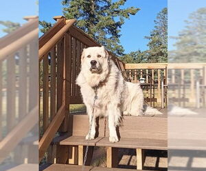 Great Pyrenees Dogs for adoption in PEYTON, CO, USA