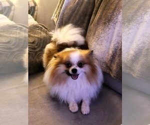 Father of the Pomeranian puppies born on 08/30/2023