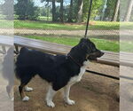 Small #4 Australian Shepherd-Spaniel Mix