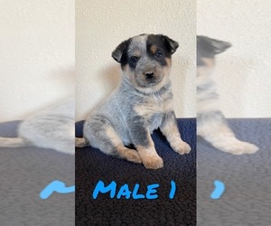 Australian Cattle Dog Puppy for Sale in TOPPENISH, Washington USA