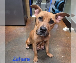 Black Mouth Cur-Unknown Mix Dogs for adoption in Rockaway, NJ, USA