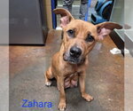 Small Black Mouth Cur Mix
