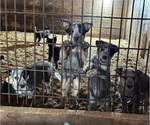 Small #3 Australian Cattle Dog