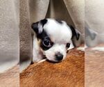 Puppy 3 Chihuahua