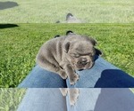 Small Photo #12 French Bulldog Puppy For Sale in FARMINGTON, MO, USA