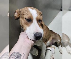 Mutt Dogs for adoption in Bakersfield, CA, USA
