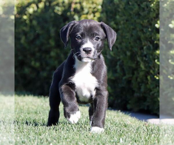 Medium Photo #7 Labrador Retriever-Unknown Mix Puppy For Sale in San Diego, CA, USA