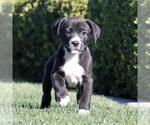 Small #6 Labrador Retriever Mix