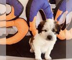 Monster's Inc Pup - Boo - Female Great Pyrenees-Unknown Mix Dog for Adoption - Small photo