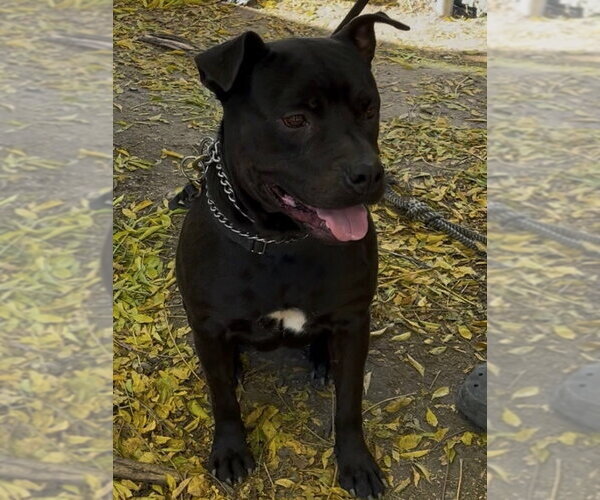 Medium Photo #1 Labrador Retriever-Unknown Mix Puppy For Sale in Woodland Hills, CA, USA