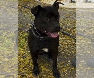Labrador Retriever-Unknown Mix Dogs for adoption in Woodland Hills, CA, USA