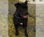 Small Labrador Retriever Mix