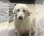Small #4 Great Pyrenees Mix