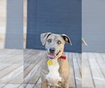 Small #15 Mutt