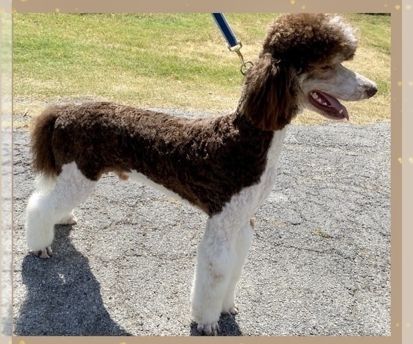 Medium Photo #1 Poodle (Standard) Puppy For Sale in SAN ANTONIO, TX, USA