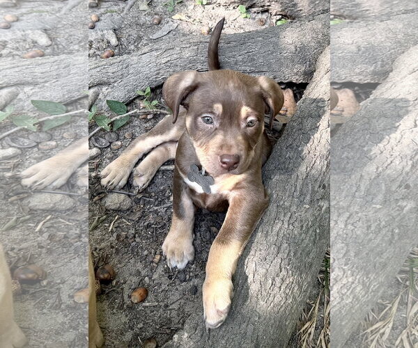 Medium Photo #2 American Staffordshire Terrier-Unknown Mix Puppy For Sale in Holly Springs, NC, USA