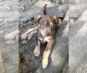 Adeline- Belles & Beau Litter - Female American Staffordshire Terrier-Unknown Mix Dog for Adoption - Photo #2