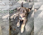 Small Photo #2 American Staffordshire Terrier-Unknown Mix Puppy For Sale in Holly Springs, NC, USA