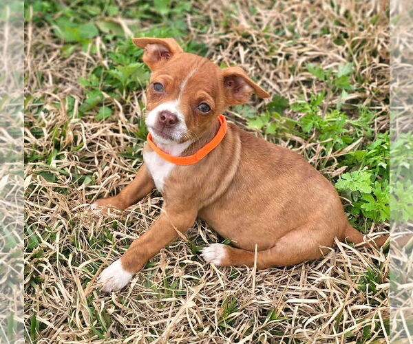 Medium Photo #1 Boston Huahua Puppy For Sale in Wakefield, RI, USA