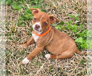 Boston Huahua Dogs for adoption in Wakefield, RI, USA
