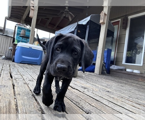 Medium Photo #12 German Shorthaired Lab Puppy For Sale in TACOMA, WA, USA