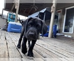 Small Photo #22 German Shorthaired Lab Puppy For Sale in TACOMA, WA, USA