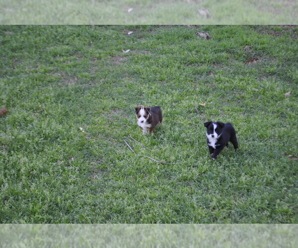 Medium Photo #11 Miniature Australian Shepherd Puppy For Sale in SWAN, TX, USA