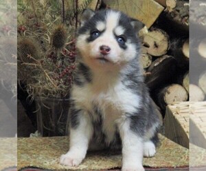 Siberian Husky Puppy for sale in CATAWISSA, PA, USA