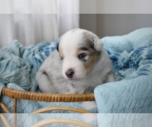 Australian Shepherd Puppy for sale in GROVETOWN, GA, USA
