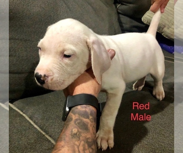 Medium Photo #12 Dogo Argentino Puppy For Sale in BEAUMONT, CA, USA