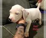 Small Photo #12 Dogo Argentino Puppy For Sale in BEAUMONT, CA, USA