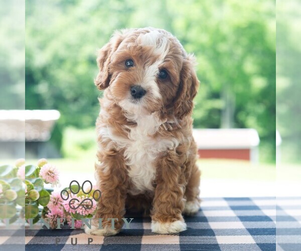 Medium Photo #6 Cavapoo (Miniature) Puppy For Sale in DORNSIFE, PA, USA
