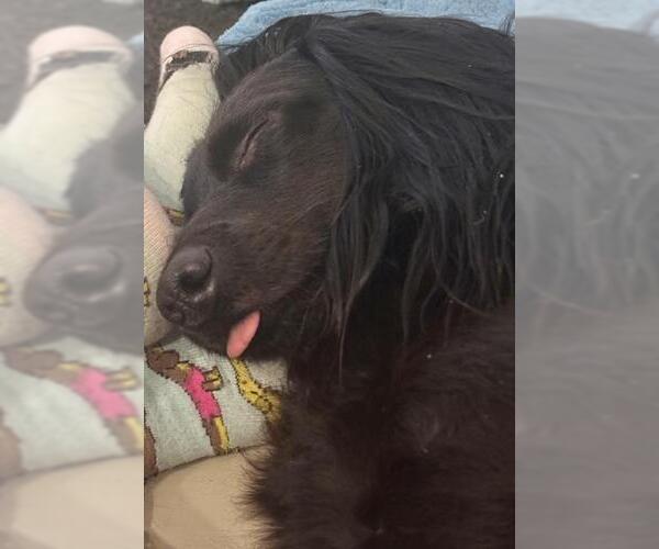 Medium Photo #3 Dachshund Puppy For Sale in Los Angeles, CA, USA