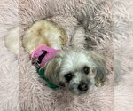 Small Maltese Mix