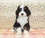 Small #2 Miniature Bernedoodle