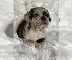 French Bulldog Puppy for sale in MIAMI, FL, USA