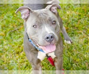 American Pit Bull Terrier Dogs for adoption in Tallahassee, FL, USA