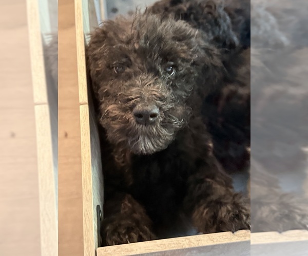 Medium Photo #3 Goldendoodle mix (+ Poodle Standard) Puppy For Sale in CLARKSVILLE, TN, USA