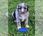 Puppy Stetson Australian Shepherd