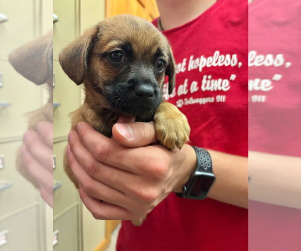 Medium Photo #1 Pominese Puppy For Sale in Grafton, WI, USA