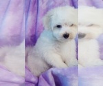 Small Photo #2 Maltichon Puppy For Sale in WINSTON SALEM, NC, USA