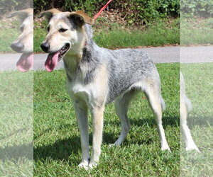 Sadie 42953 - Female Siberian Husky-Unknown Mix Dog for Adoption - Photo #2