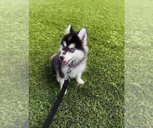 Pomsky Puppy for sale in CANYON COUNTRY, CA, USA