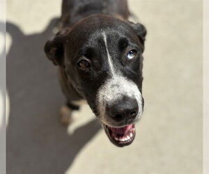 Labrador Retriever-Unknown Mix Dogs for adoption in Tulsa, OK, USA
