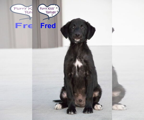 Medium Photo #2 Labrenees Puppy For Sale in Lee's Summit, MO, USA