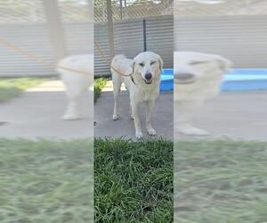 Great Pyrenees Dogs for adoption in Modesto, CA, USA