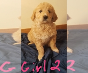 Pyredoodle Puppy for sale in PAWNEE, OK, USA